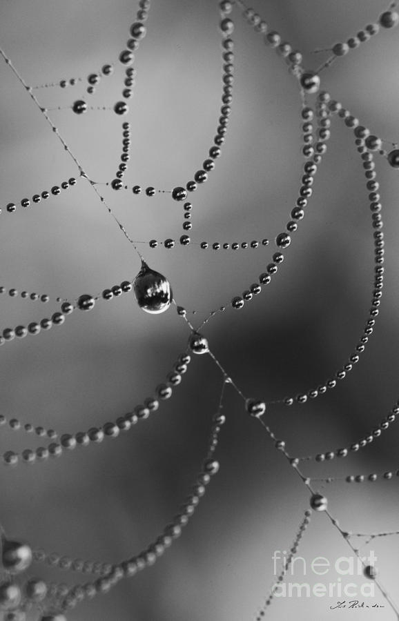 Macro Photograph - Spiderweb with raindrop beats by Iris Richardson