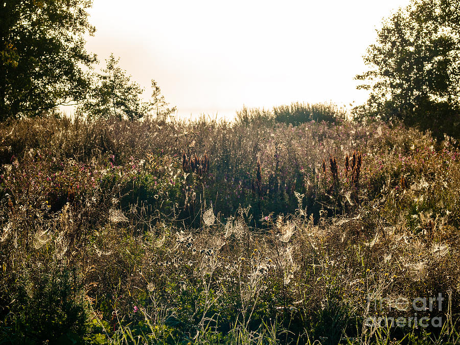 Fall Photograph - Spiderwebs of the Dawn by Ismo Raisanen