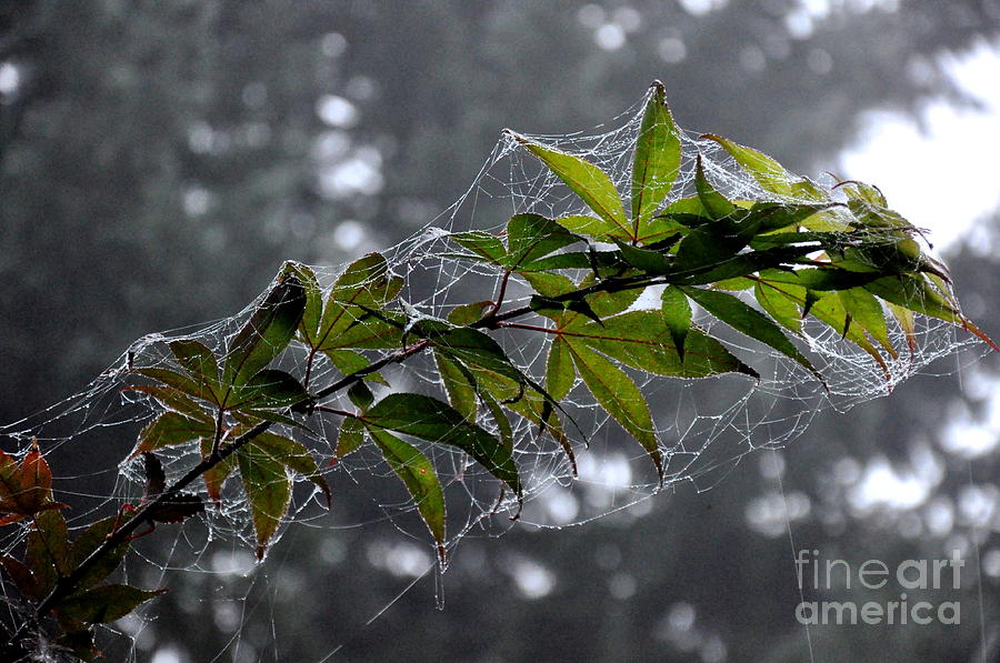 Spiderwebs On The Maple Leaves Photograph by Tatyana Searcy