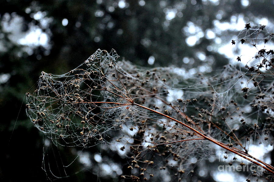 Spiderwebs On The Meadow Rue Photograph by Tatyana Searcy