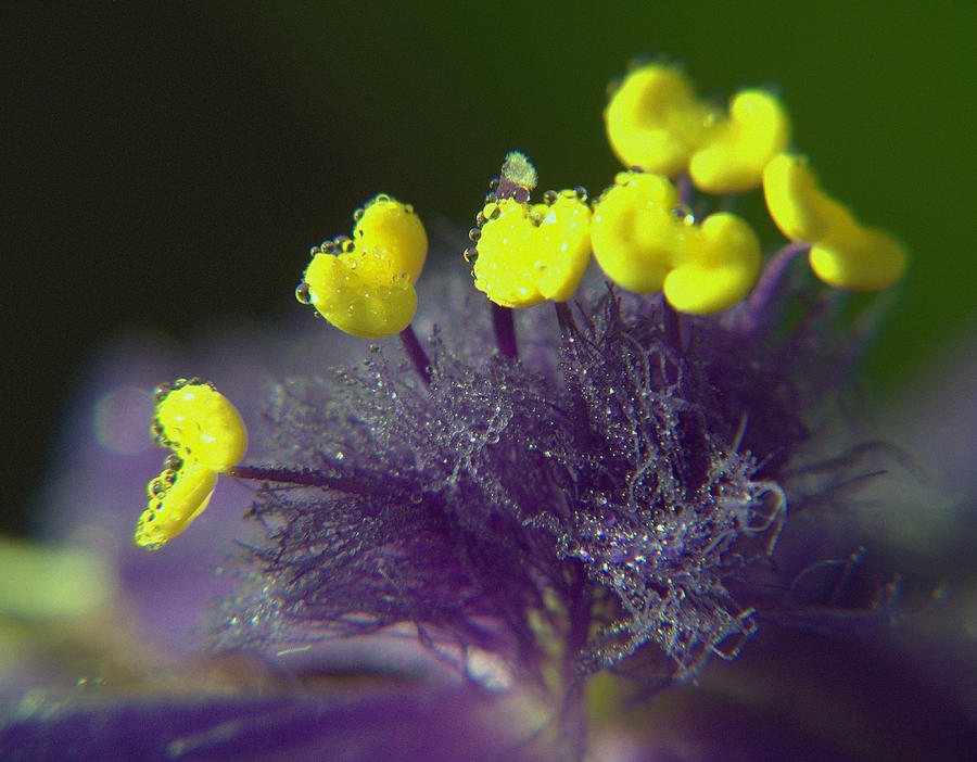 Spiderwort Bubbles Photograph by Suzy Piatt