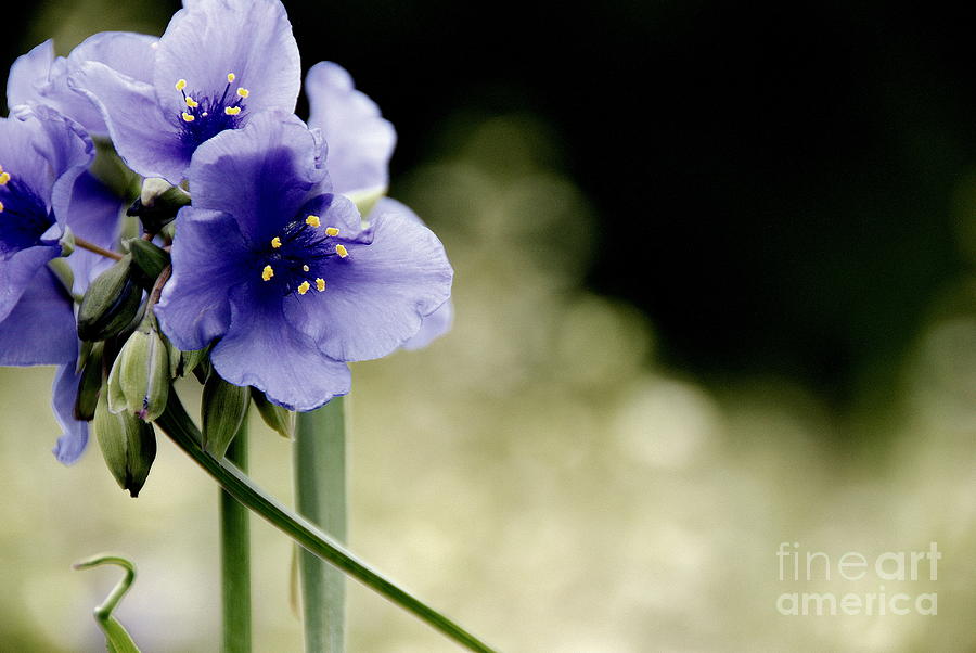 Flowers Still Life Photograph - Spiderwort by Christy Phillips