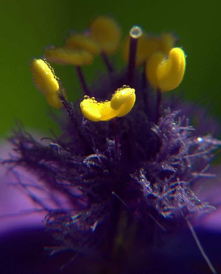 Spiderwort Drops Photograph by Suzy Piatt