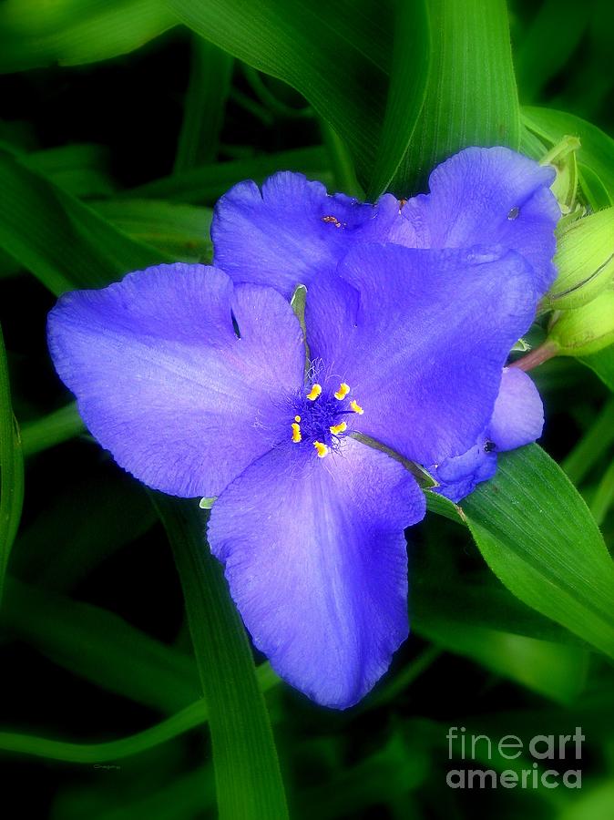 Spiderwort Photograph by Greg Moores
