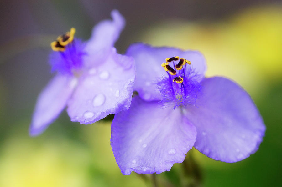 Summer Photograph - Spiderwort by Maria Mosolova/science Photo Library