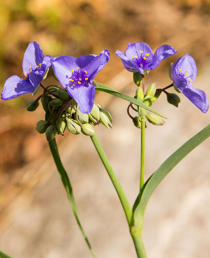 Spiderwort Photograph by Natural Focal Point Photography