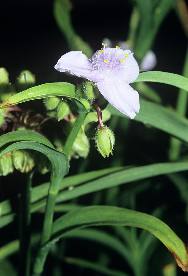 Nature Photograph - Spiderwort osprey Flower by Brian Gadsby/science Photo Library