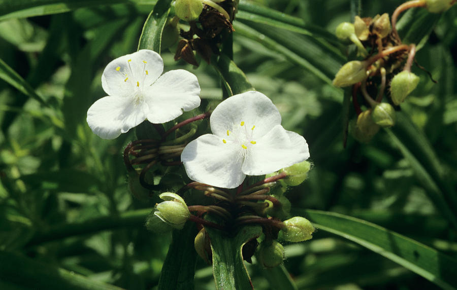 Spiderwort pauline Photograph by Science Photo Library Spiderwort pauline Photograph by Science Photo Library