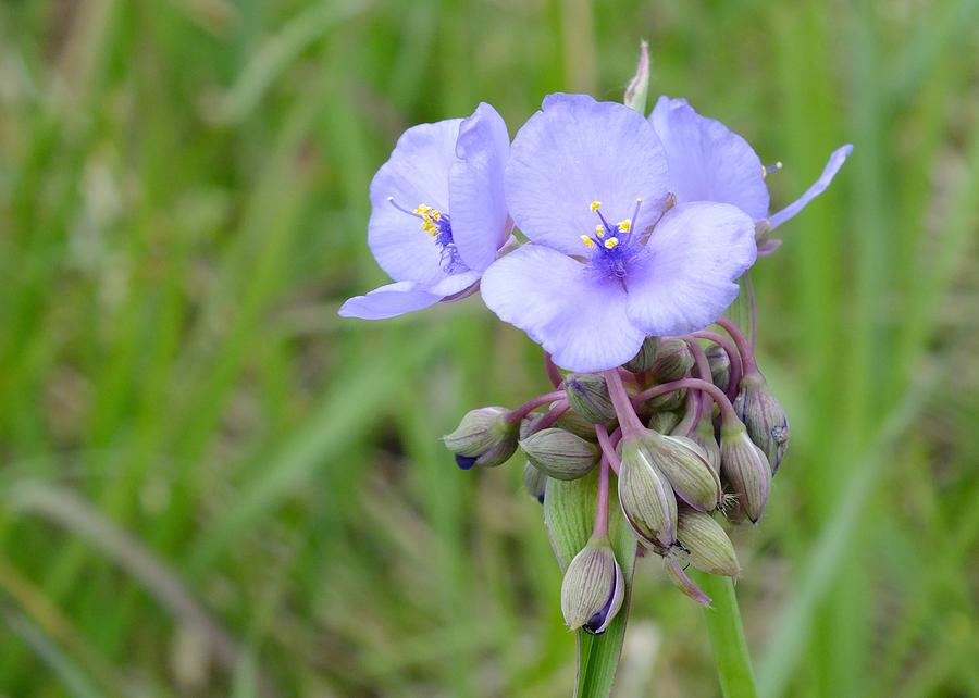 Spiderwort Photograph by Peggy King
