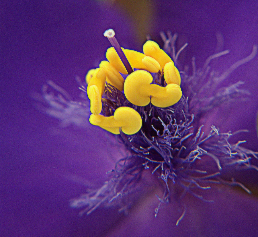 Spiderwort Softness Photograph by Suzy Piatt