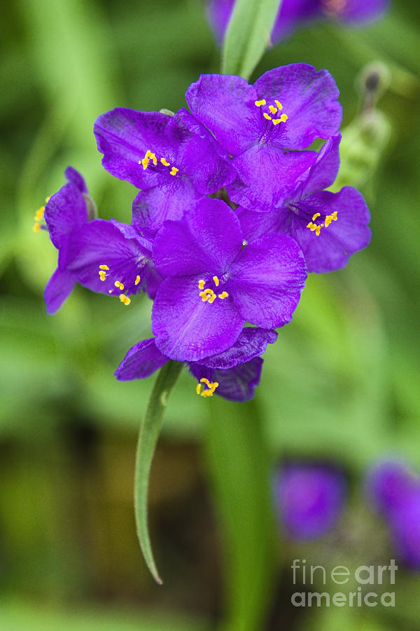 Spiderwort Spectacular Photograph by Gary Holmes