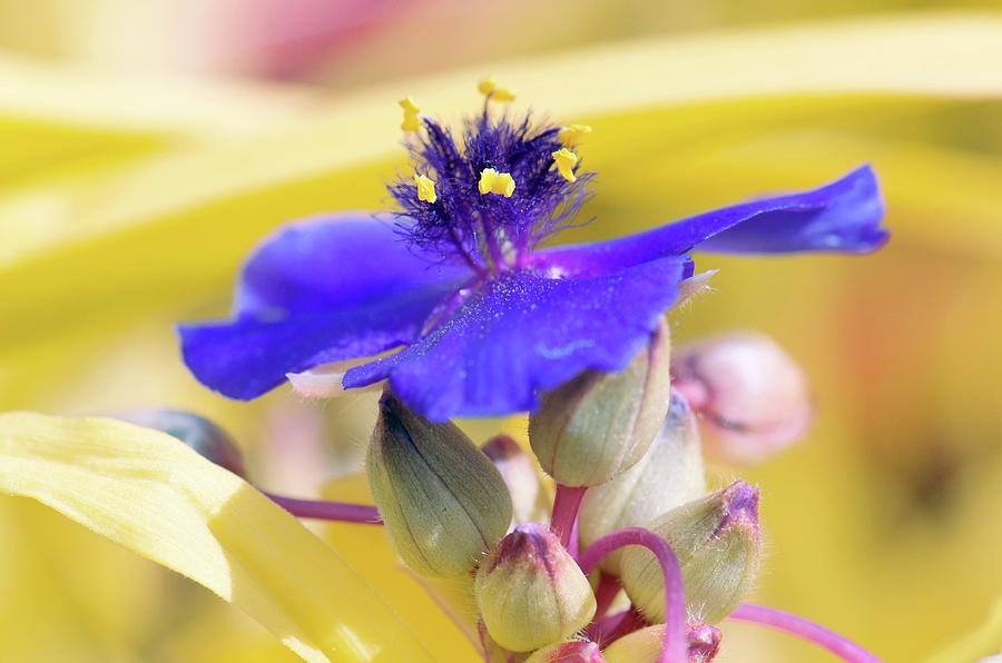 Flower Photograph - Spiderwort (tradescantia Andersoniana) by Sam K Tran/science Photo Library