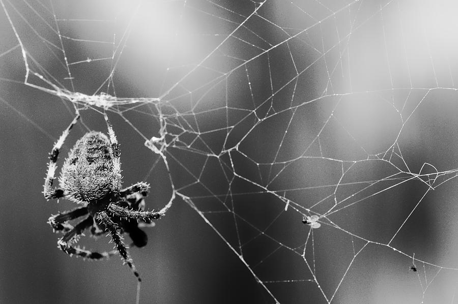 Spidey Photograph by Sheri Bartoszek | Fine Art America