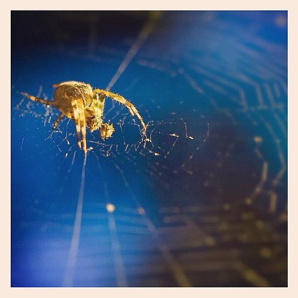 Spider Photograph - Spidey. #spider #arachnid #cobweb #web by Harvey Mills
