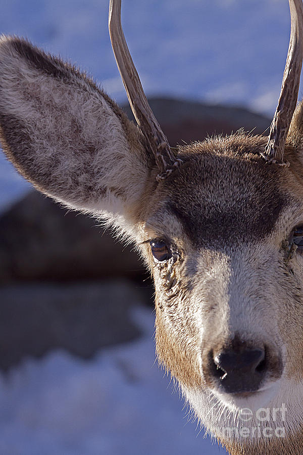 longhorn spike deer