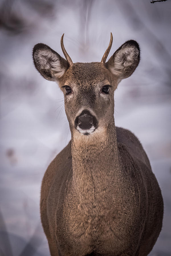 Deer Photograph - Spike Buck by Paul Freidlund