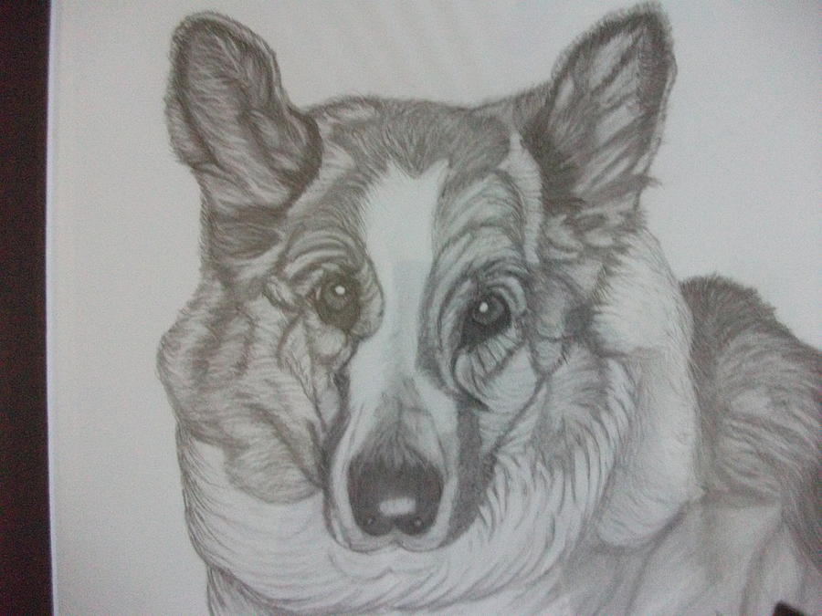 Shepard Collie Drawing by Sharon Thompson - Fine Art America