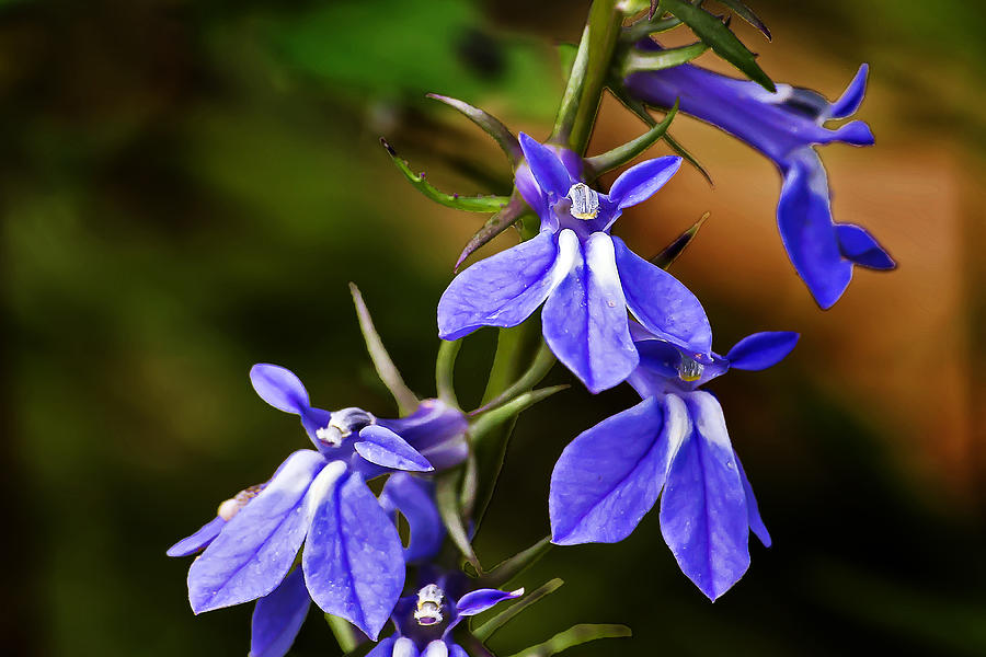Spiked Lobelia Blooms Photograph by Michael Whitaker