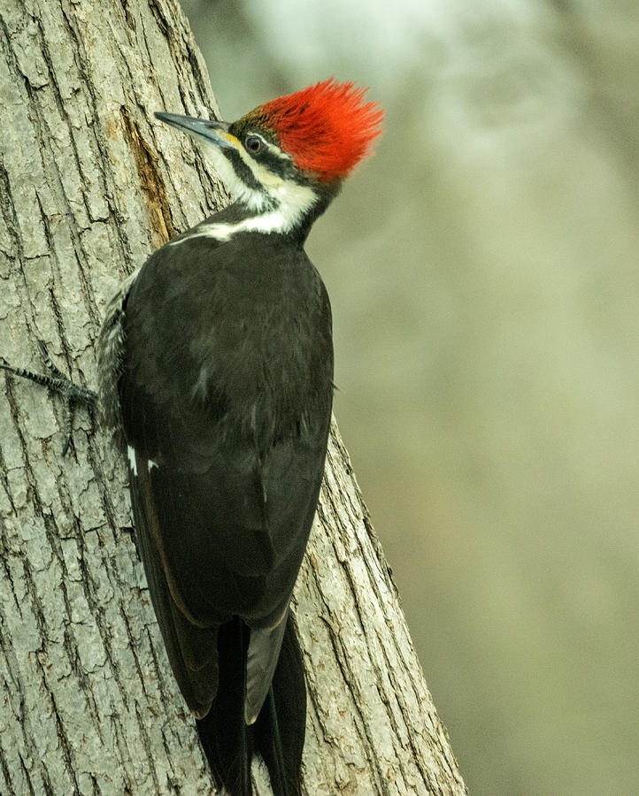 Spiked Piliated Photograph by Douglas Barnett - Fine Art America