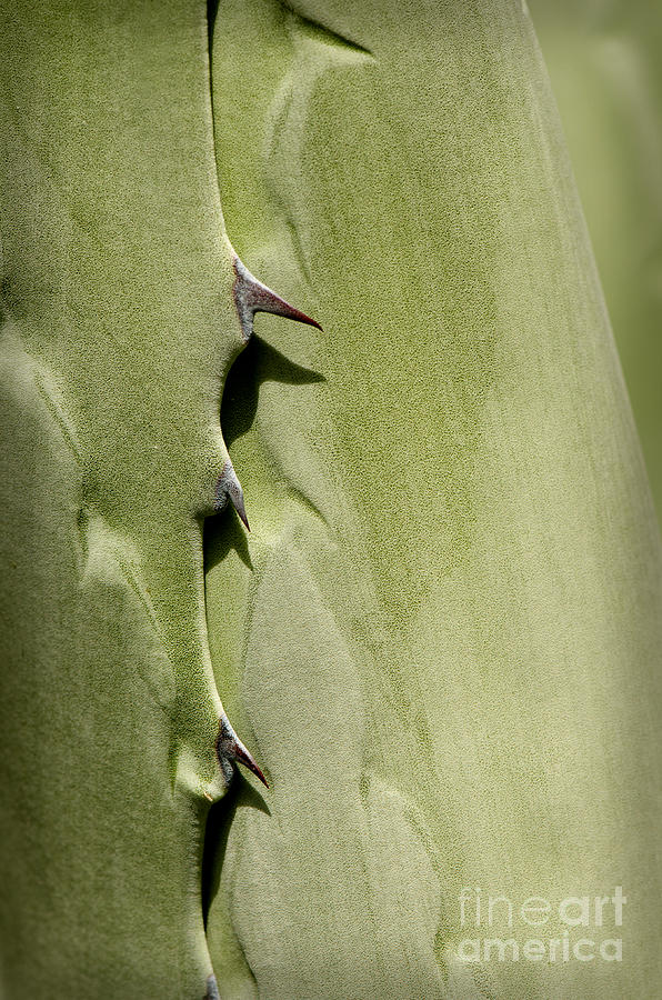 Spikes of an Agave leaf Photograph by Perry Van Munster