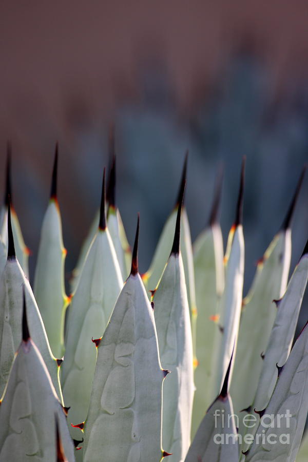 Nature Photograph - Spikes by Ruth Jolly