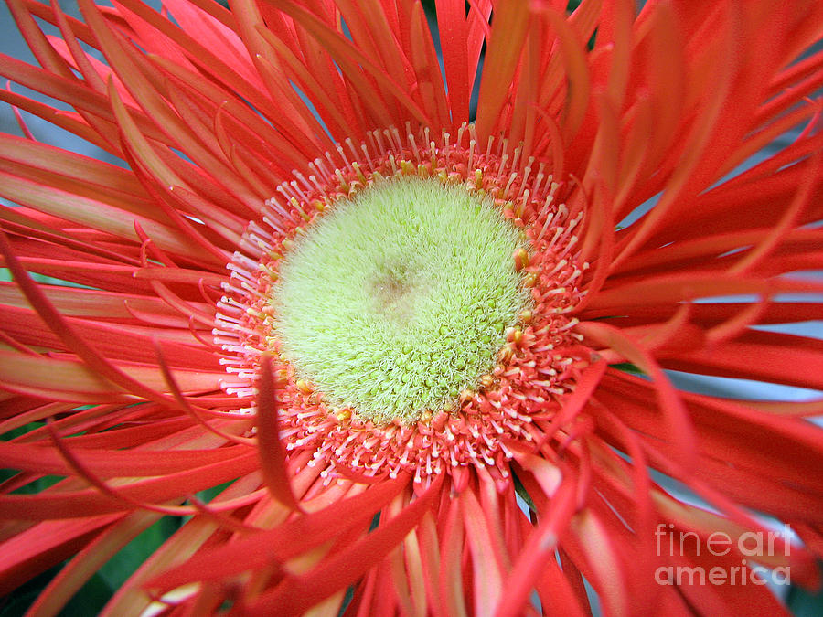 Spikey Gerbera Photograph by Chris Anderson