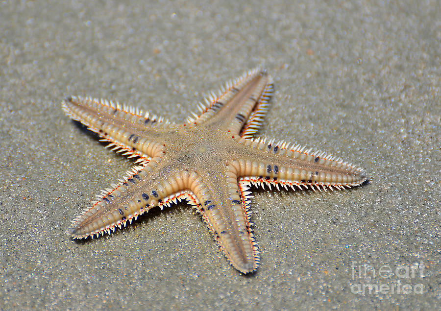 Spikey Sea Star Photograph by Kathy Baccari