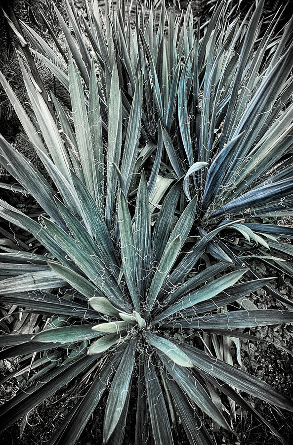 Spiky BlueGreen Plant Photograph by Jeremy Herman