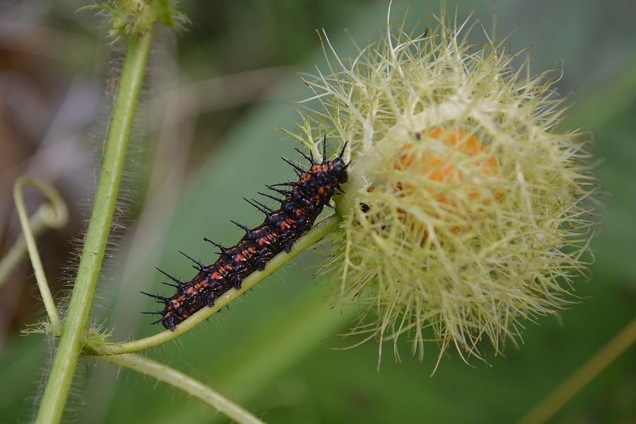 Spiky Caterpillar Photograph by Andrei Rochester