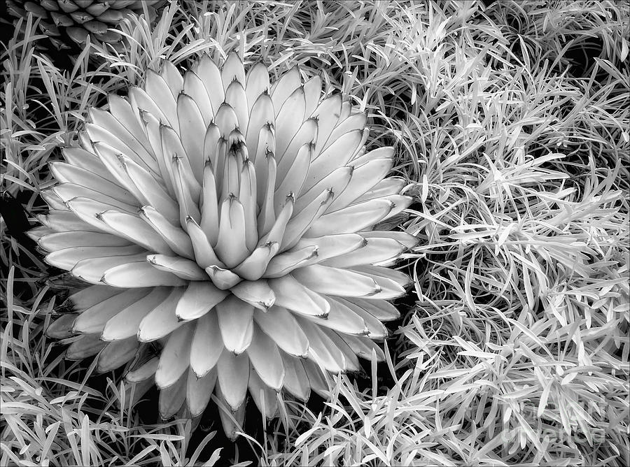 Spiky Photograph by Claudia Kuhn - Fine Art America