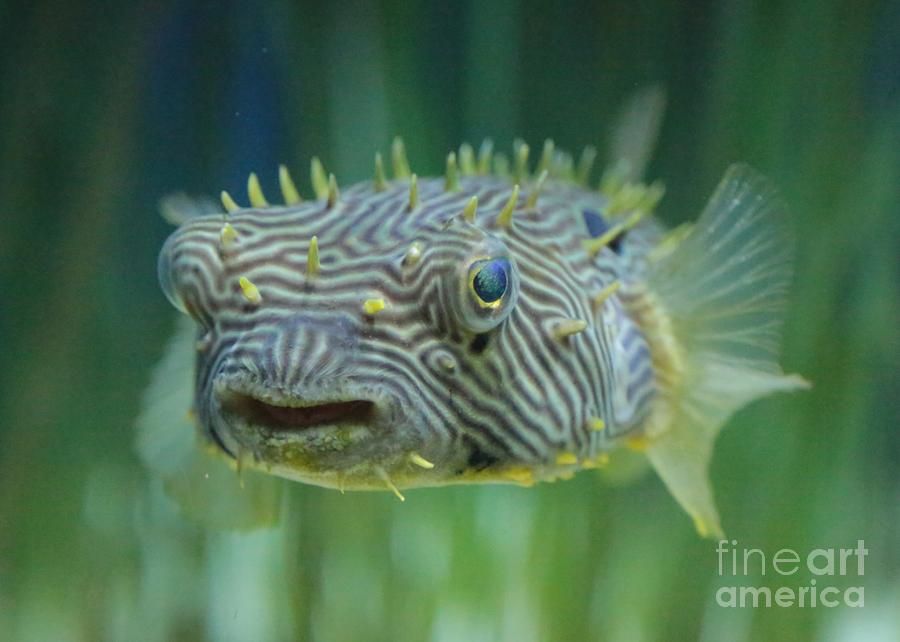 Spiky Fish Photograph by Carol Groenen