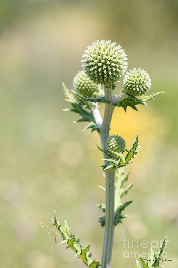Spiky green Photograph by Jivko Nakev