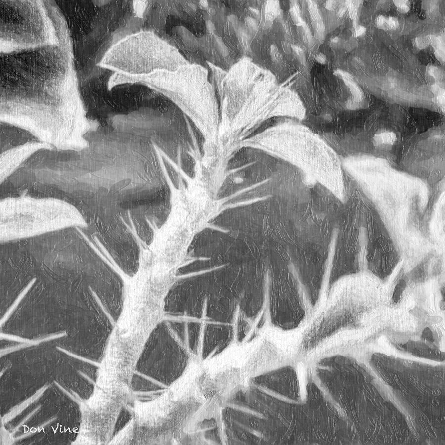 Spiky Thorn Bush  bw Photograph by Don Vine