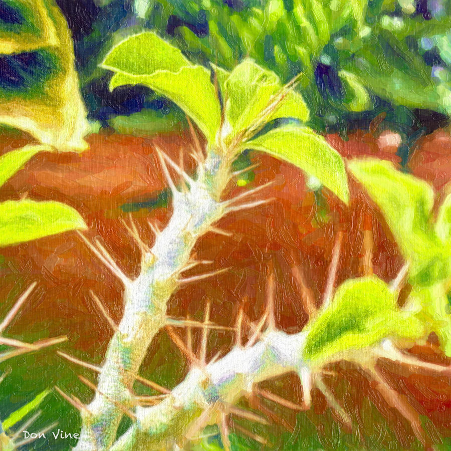 Spiky Thorn Bush  dp Photograph by Don Vine