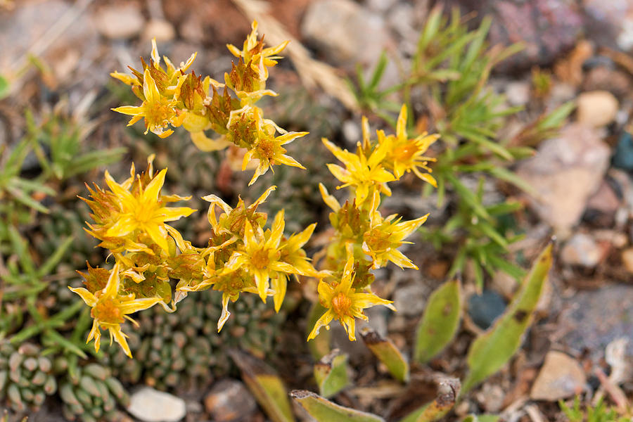 Spiky Yellow Flower Photograph by Tom Stonehocker