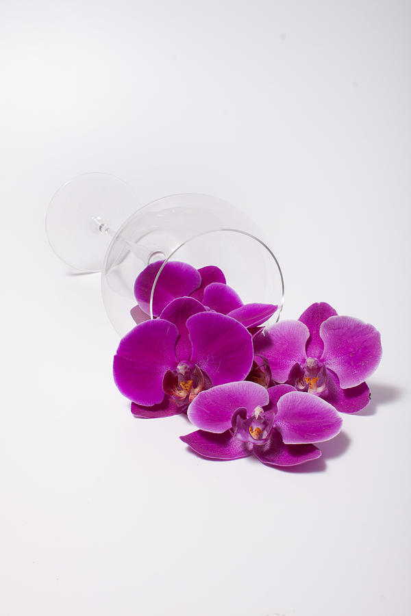 Nature Photograph - Spilled Orchids  54 by W Chris Fooshee