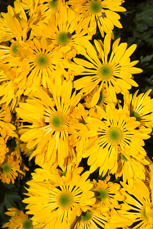 Flowers Still Life Photograph - Spilling Yellow Gold - Bright Autumn Mums in a Garden by Georgia Mizuleva