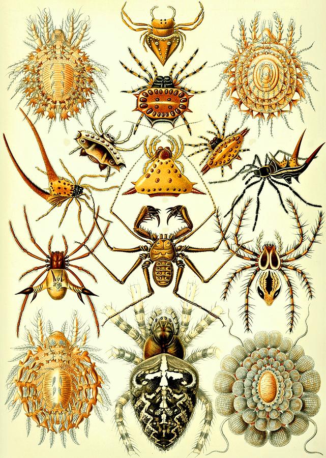 Spin Arachnids Insect Haeckel Arachnida Araneae Digital Art by Movie Poster Prints