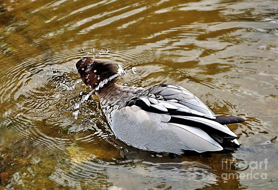 Duck Photograph - Spin Dry Duck by Kaye Menner