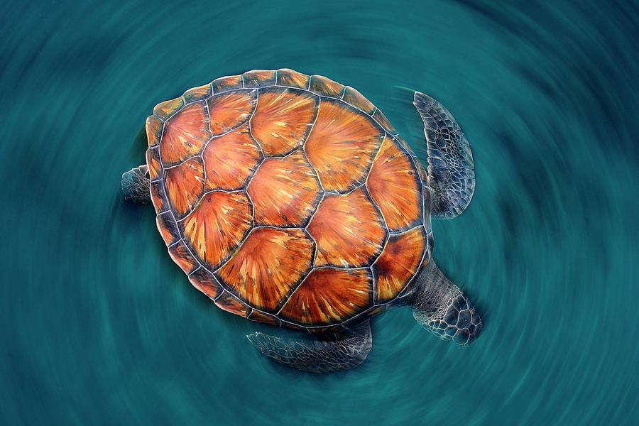 Turtle Photograph - Spin Turtle by Sergi Garcia
