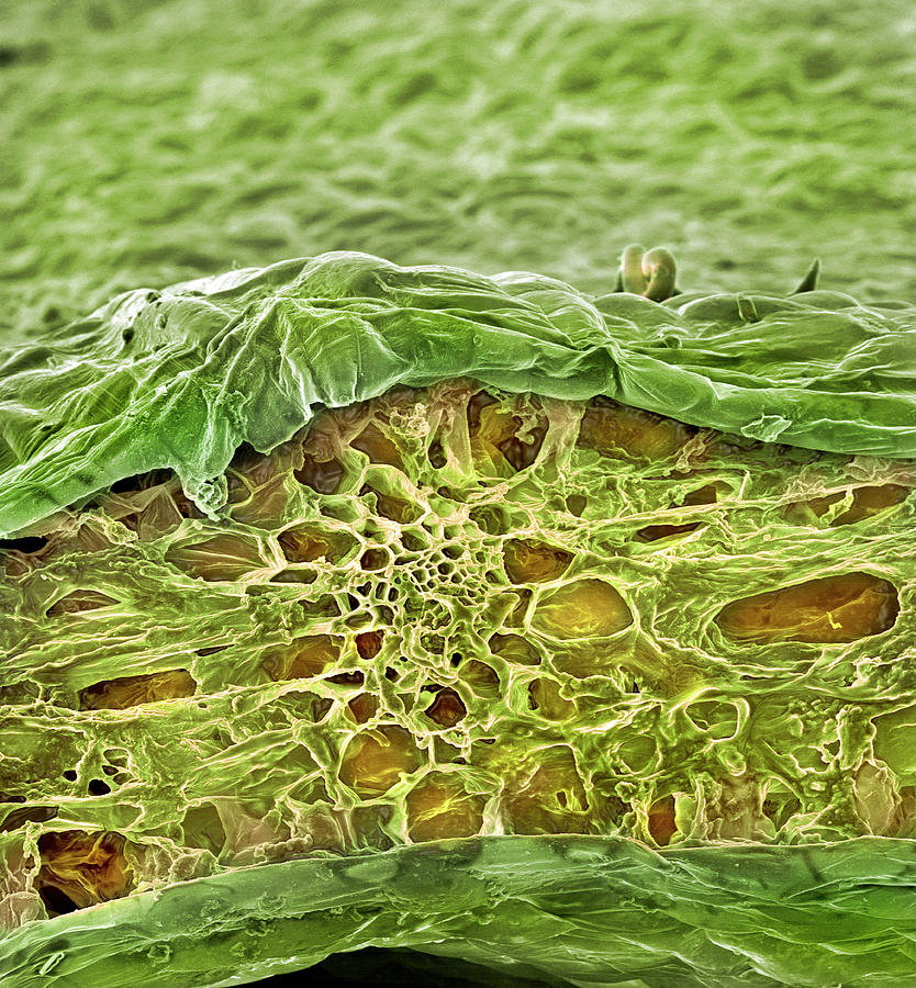 Spinach Photograph by Natural History Museum, London/science Photo Library