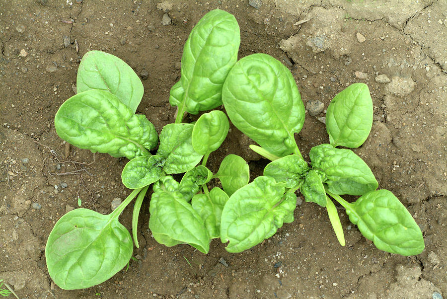 Spinach Plants Photograph by Bildagentur-online/th Foto/science Photo Library