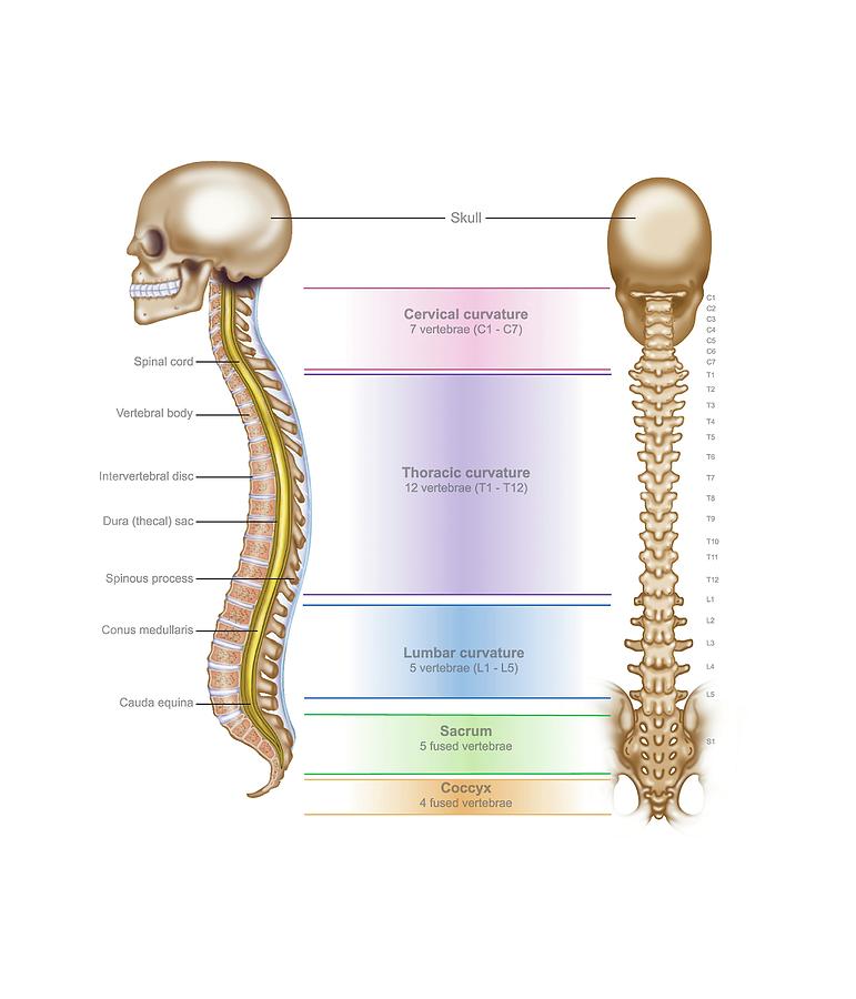 Spinal Anatomy Photograph by Samantha Elmhurst/science Photo Library
