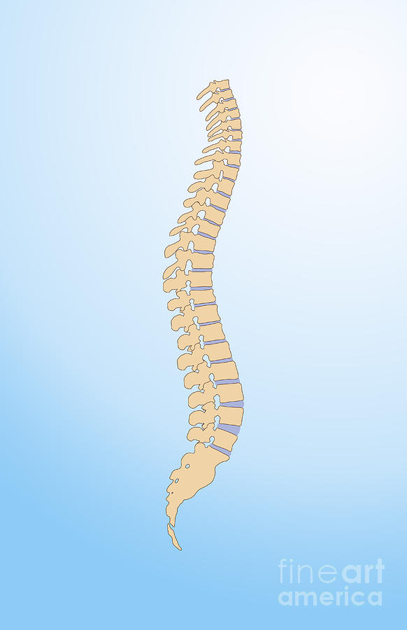Spinal Column Photograph by Photo Researchers, Inc.