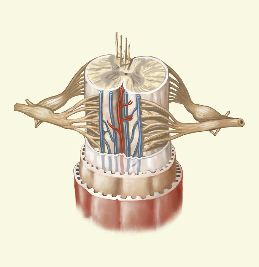 Spinal Cord Anatomy, Illustration Photograph by Spencer Sutton