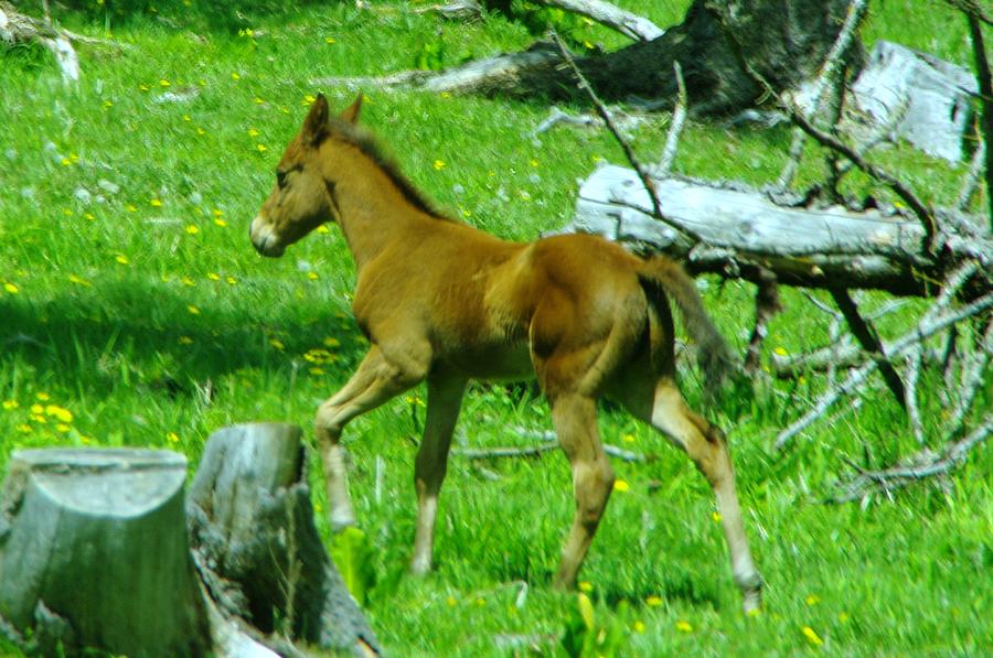 Spindly Legged Colt Photograph by Jeff Swan