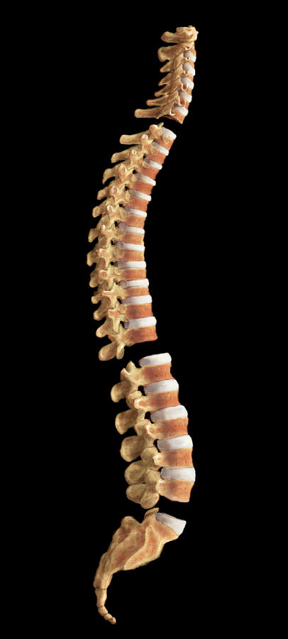Spine Photograph by Anatomical Travelogue