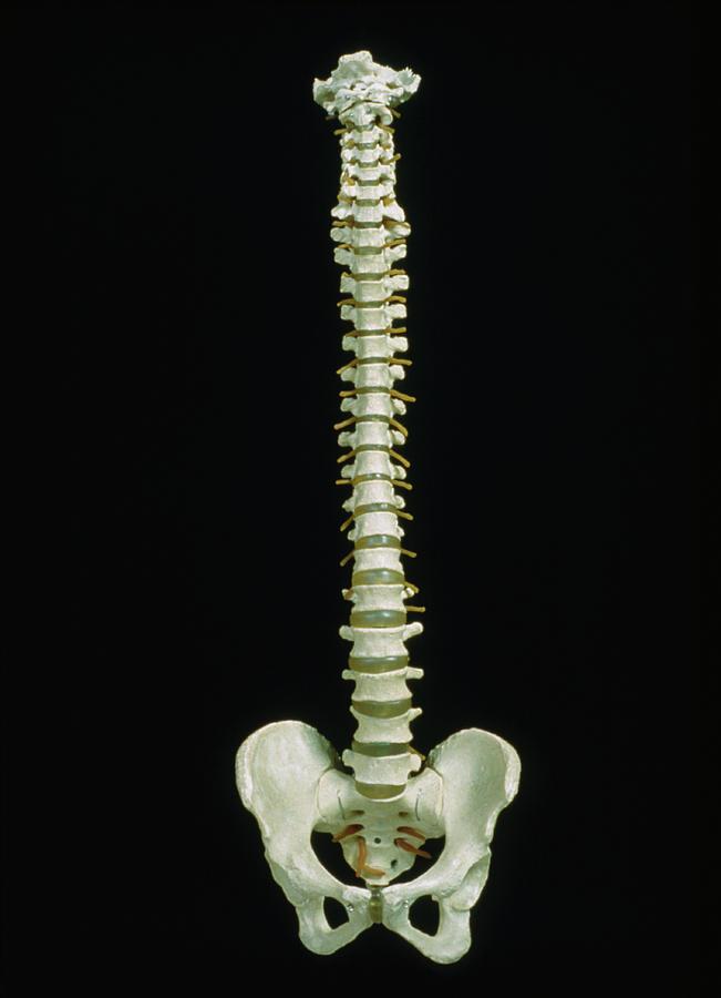 Skeleton Photograph - Spine And Pelvis Of Human Skeleton by James Stevenson/science Photo Library
