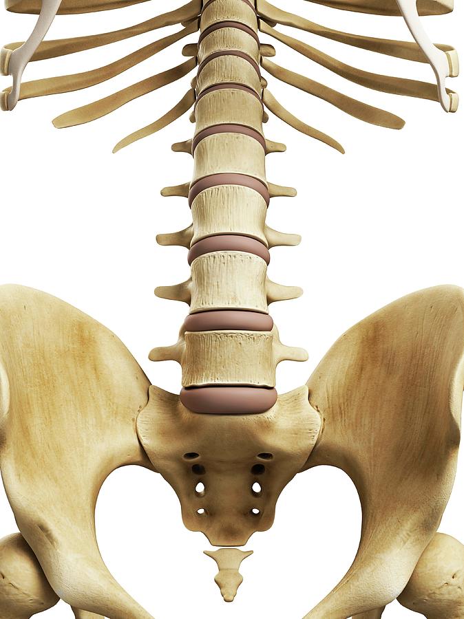 Spine And Sacrum Photograph by Sciepro/science Photo Library - Fine Art ...