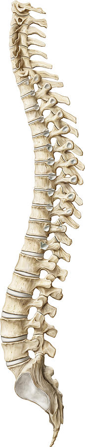 Skeleton Photograph - Spine, Illustration by QA International